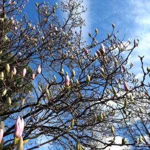 magnolia