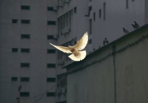 unsplash duif